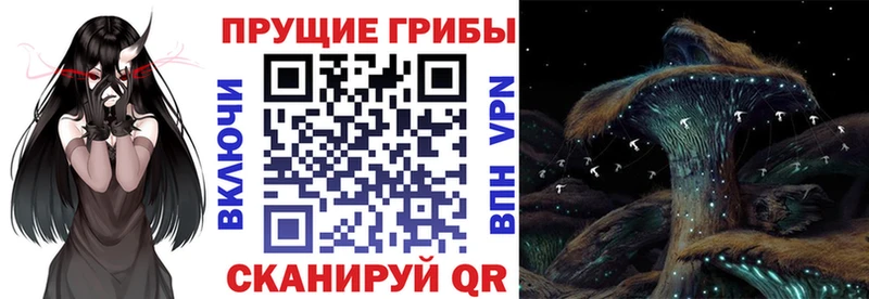 магазин  наркотиков  Будённовск  Галлюциногенные грибы Psilocybe 